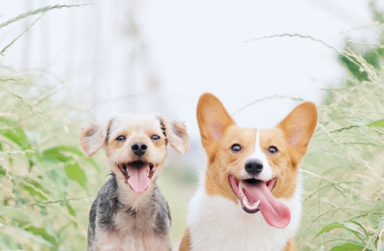Preventing Home Dog Fights in Calgary