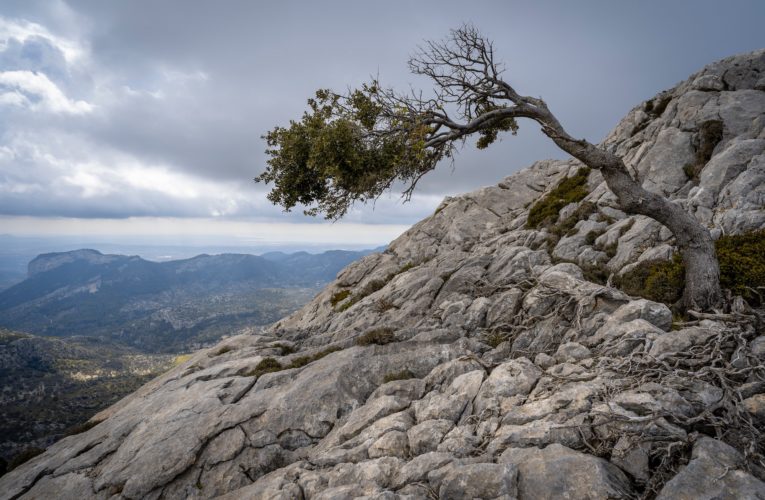 Calgary: The Importance of Resilience in Overcoming Trauma